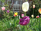 51 Nancy's Garden [2009 May 10]